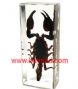 real insect specimen in lucite resin paperweights